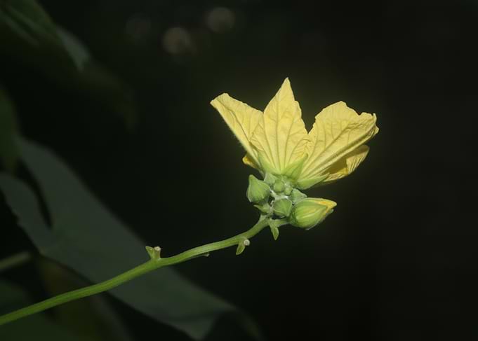 Yellow Flower on Vine