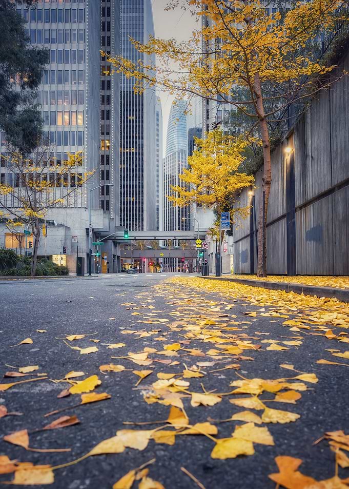 Autumn City Street