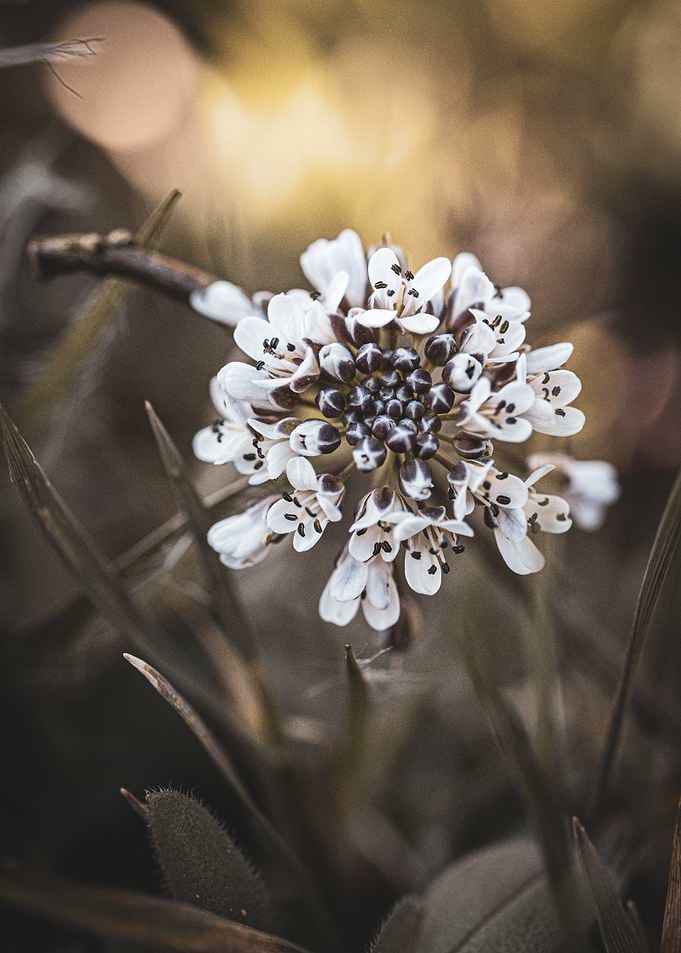 Delicate White Flower