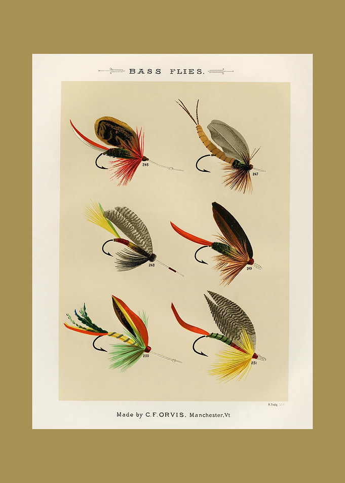 Vintage Bass Flies Illustration
