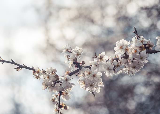 Cherry Blossom Branch 2