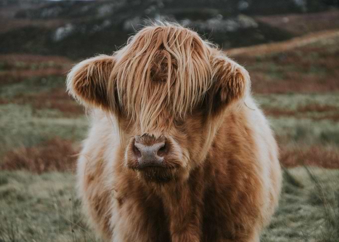 Highland Cow Portrait