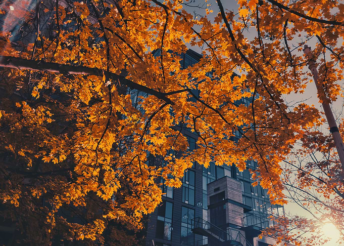 Autumn Leaves and Cityscape