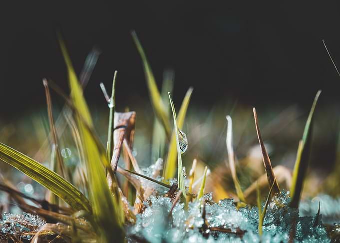 Dewdrop on Grass