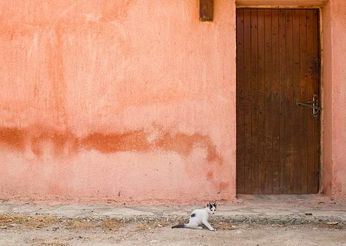 Kitty in coral