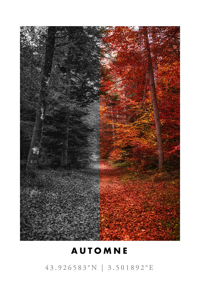 Autumn Forest Path