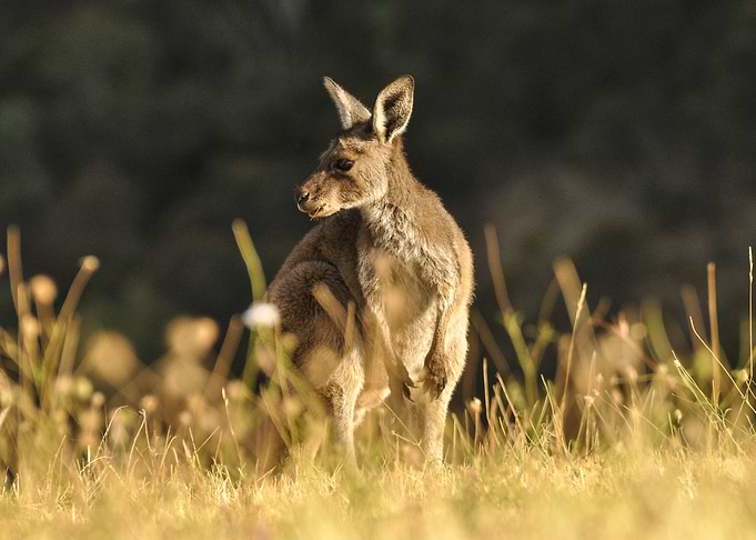Kangaroo Snacking