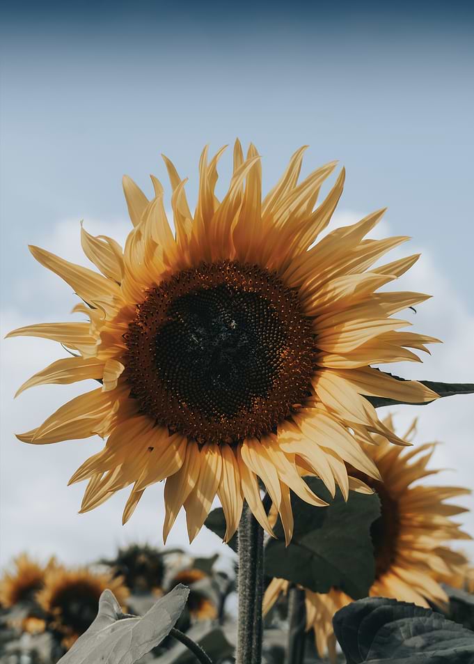 Sunflower Close-Up