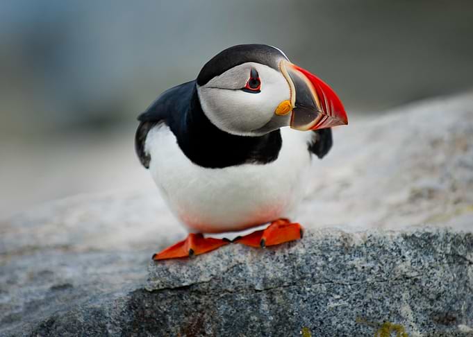Puffin on a Rock