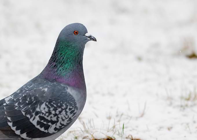 Pigeon in Snow