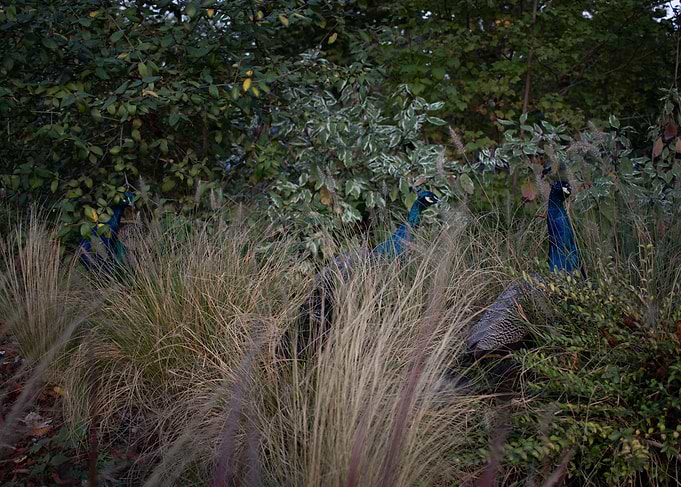 Hidden peacocks
