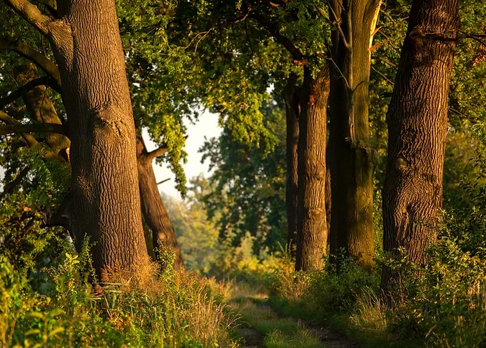 Forest Path at Sunset