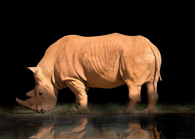 Rhino Drinking Water