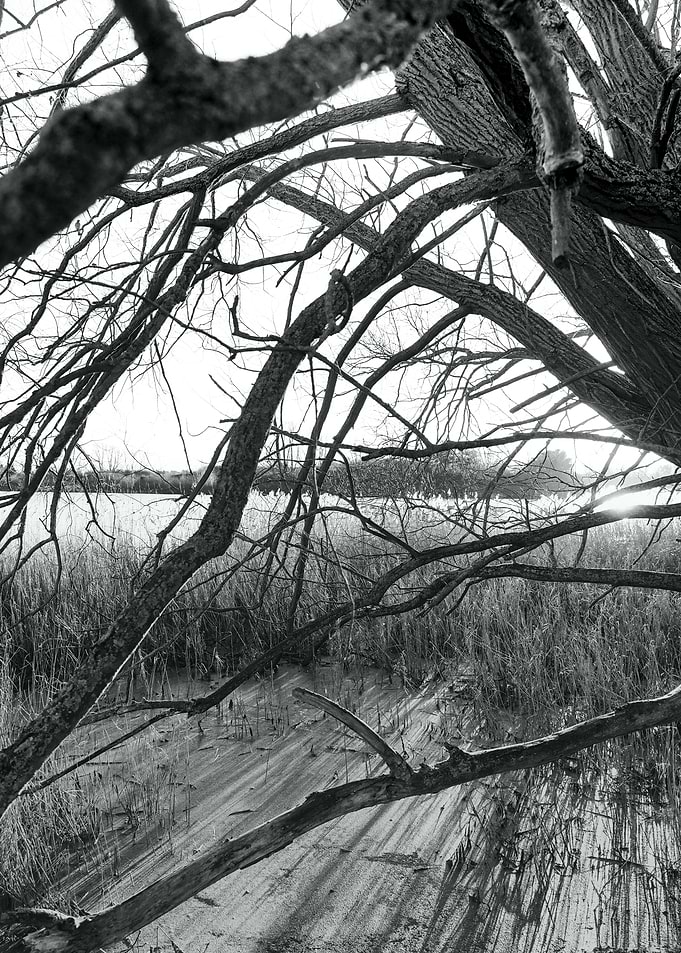 Bare Branches Over Sand