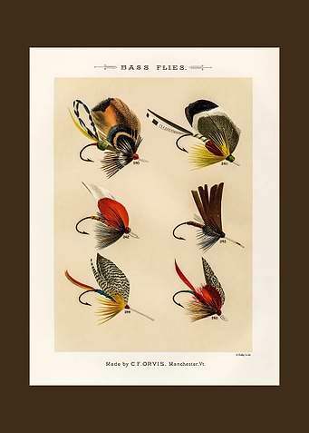 Bass Flies Vintage Illustration