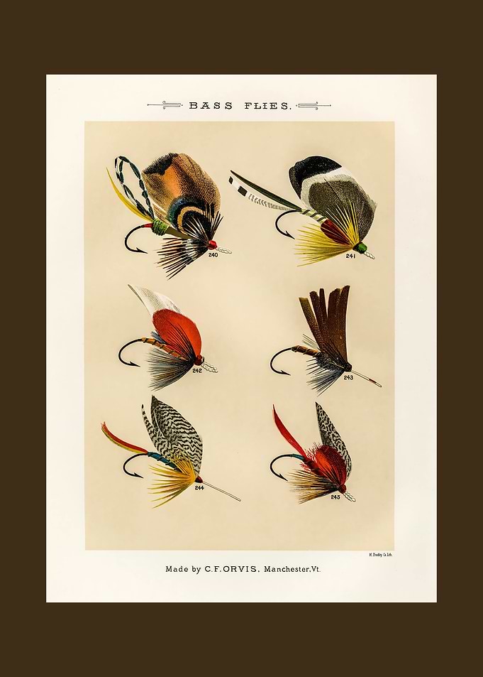 Bass Flies Vintage Illustration