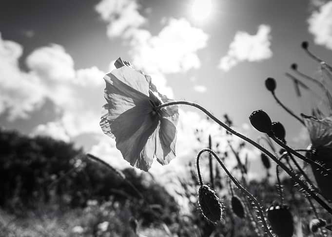 Poppy in Black and White