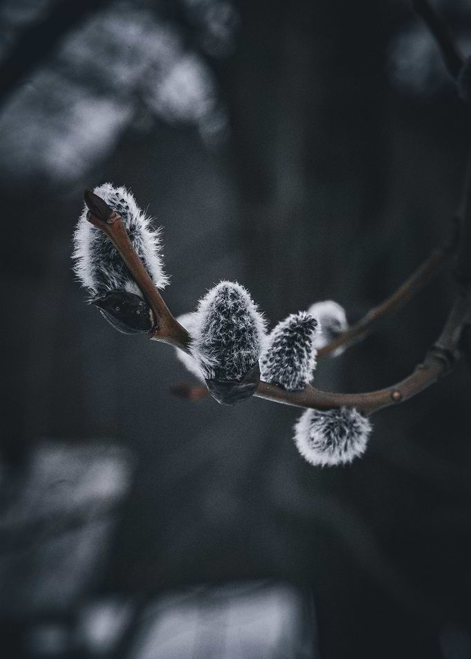 Willow Branch with Buds