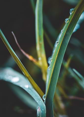 Dew Drops on Grass Blades