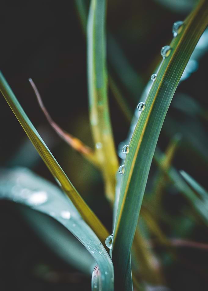 Dew Drops on Grass Blades