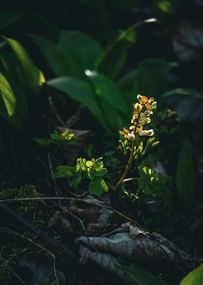 Delicate White Flower