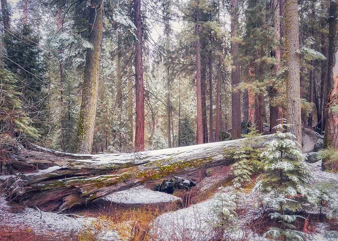 Fallen Tree in Snowy Forest