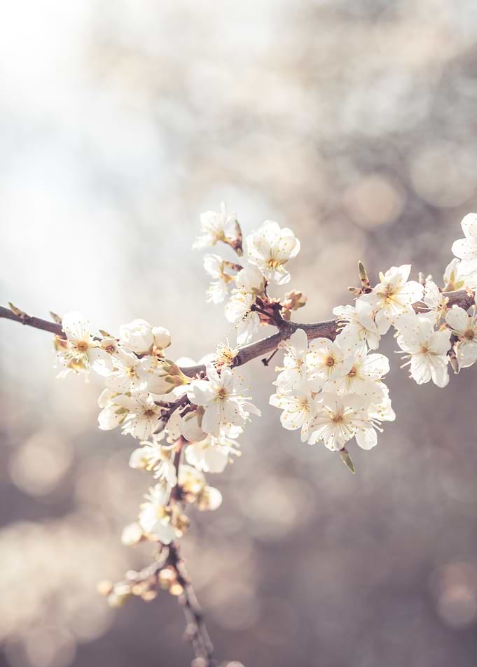 White Blossom Branch 1