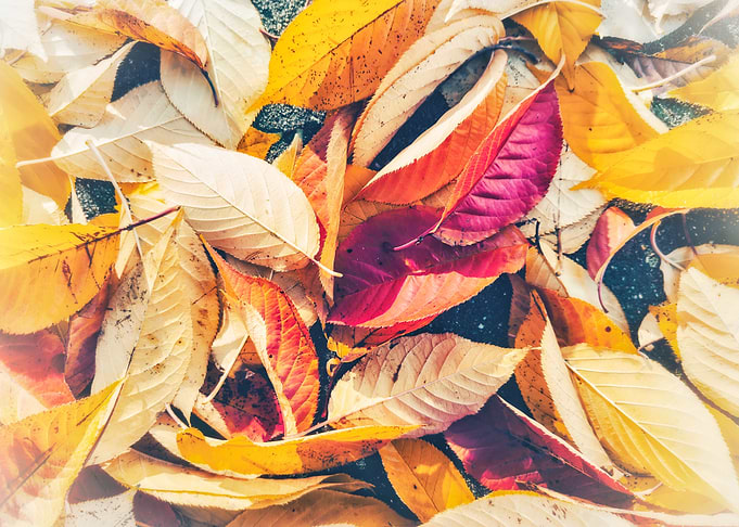 Autumn Leaves