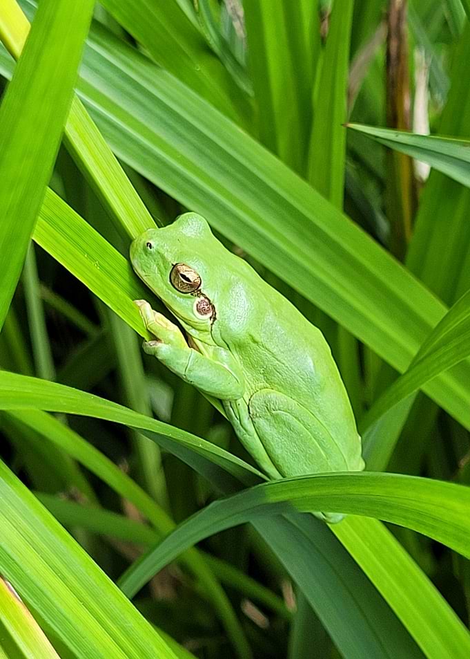 Green Tree Frog on Grass