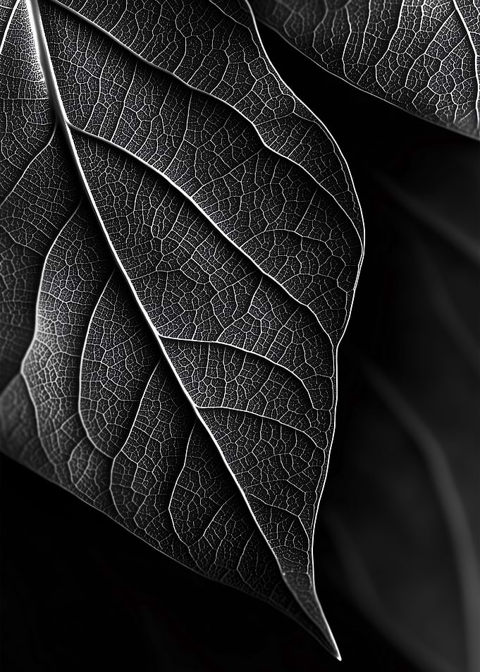 Leaf Veins Macro