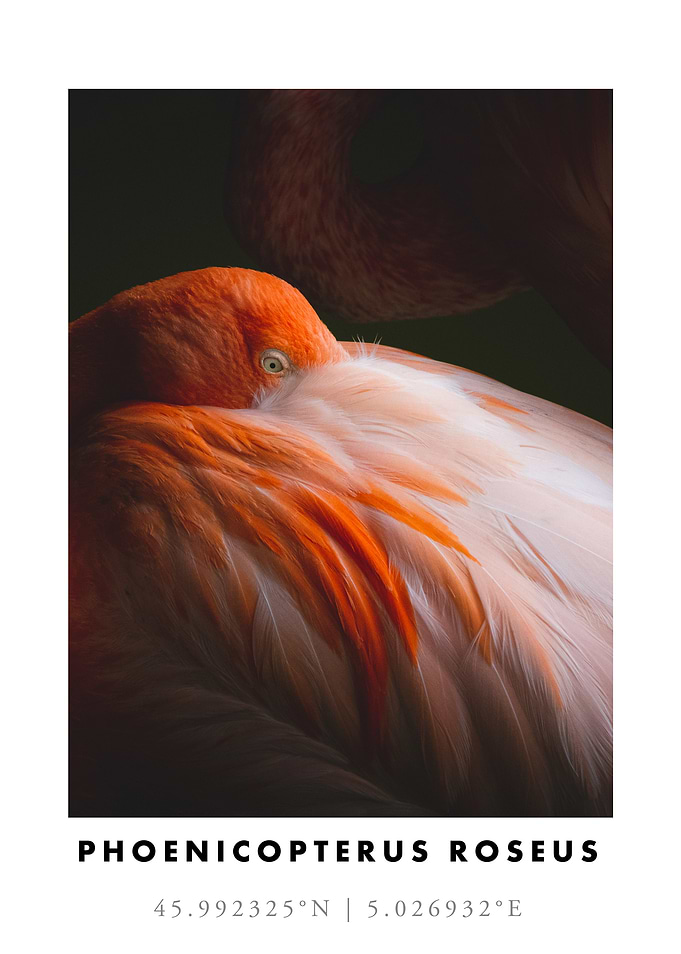 Pink Flamingo Close-up