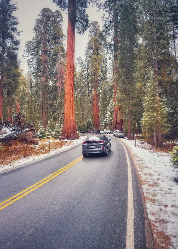 Sequoia Forest Road