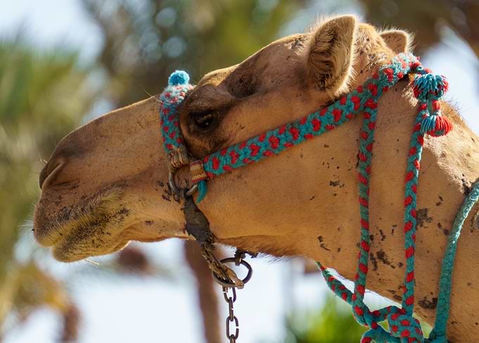 Camel Portrait