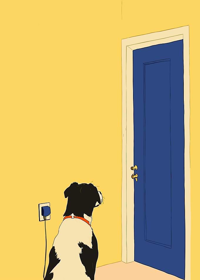Dog Waiting by Door