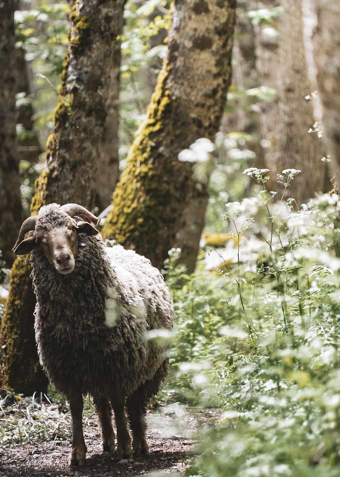 Sheep in Forest