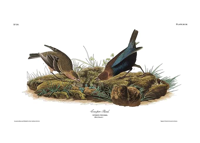The Birds of America - Cow-pen Bird