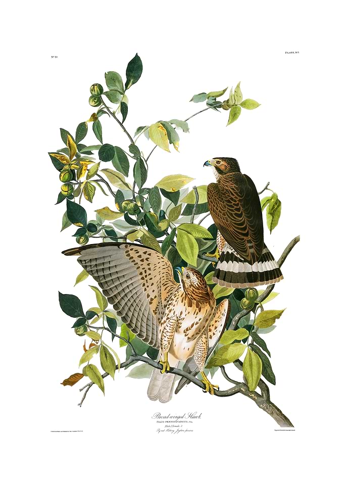 The Birds of America - Broad-winged Hawk