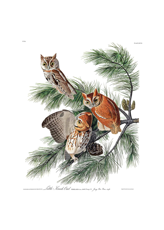 The Birds of America - Little Screech Owl