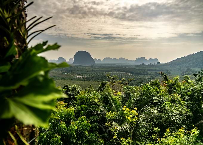 Jungle Landscape with Mountains