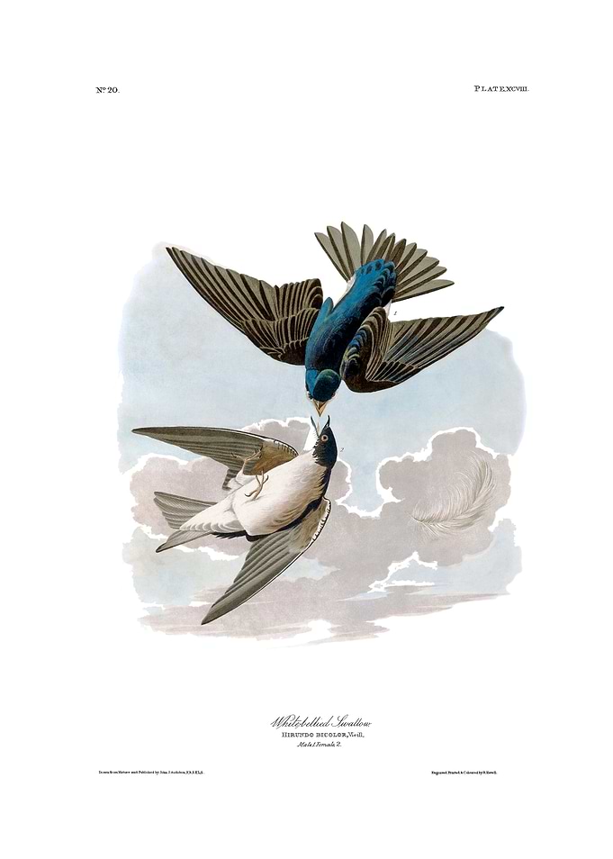 The Birds of America - White-bellied Swallow