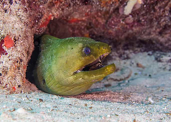 Green Moray Eel Underwater