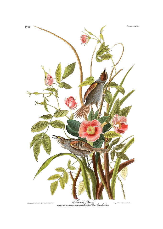 The Birds of America - Seaside Finch