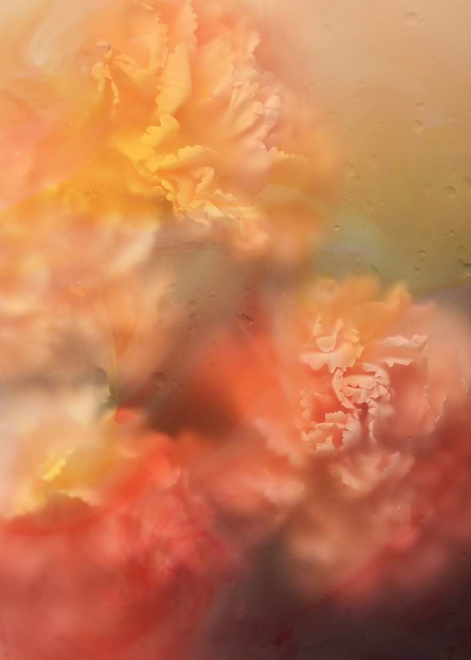 Vintage Carnation Peach Haze