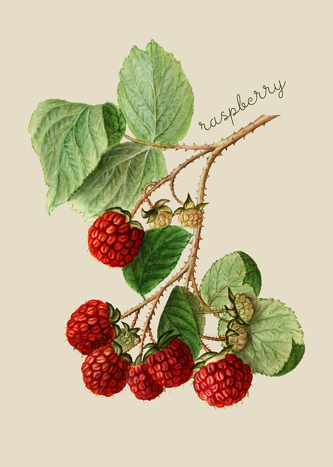 Raspberry Illustration
