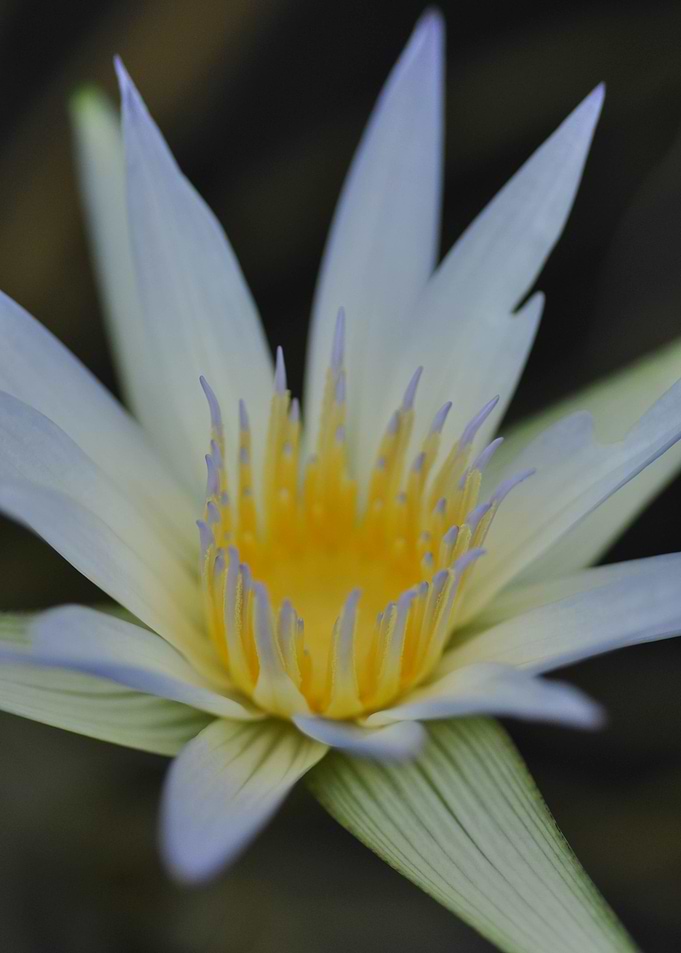Water Lily