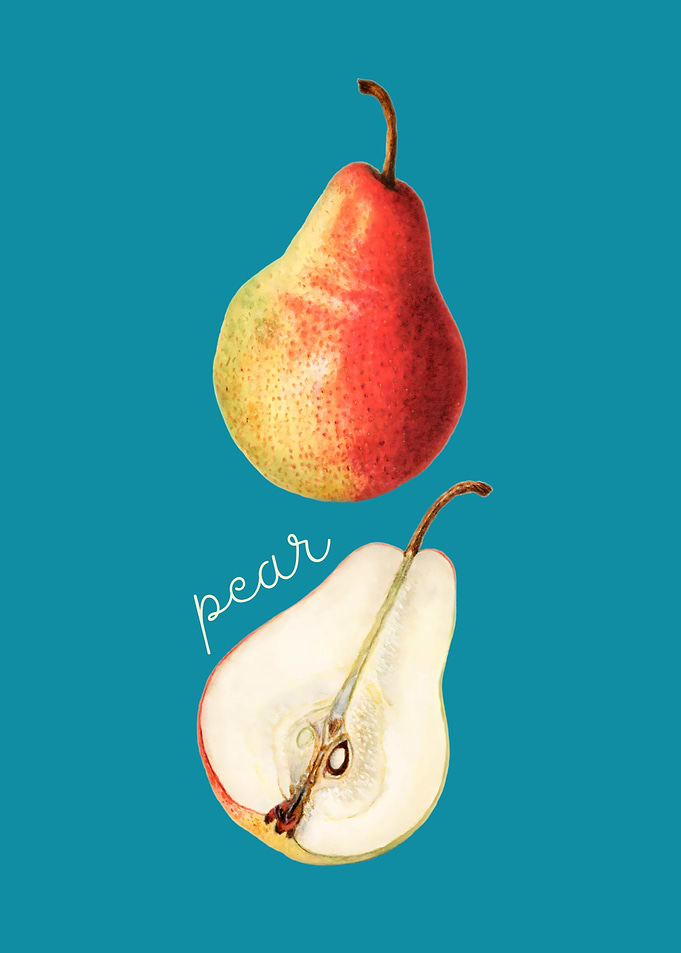 Pear Illustration