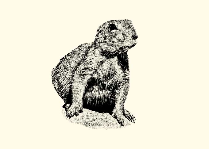 Black and White Prairie Dog
