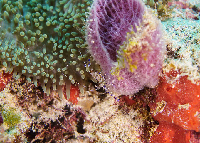 Shrimp on Coral Reef