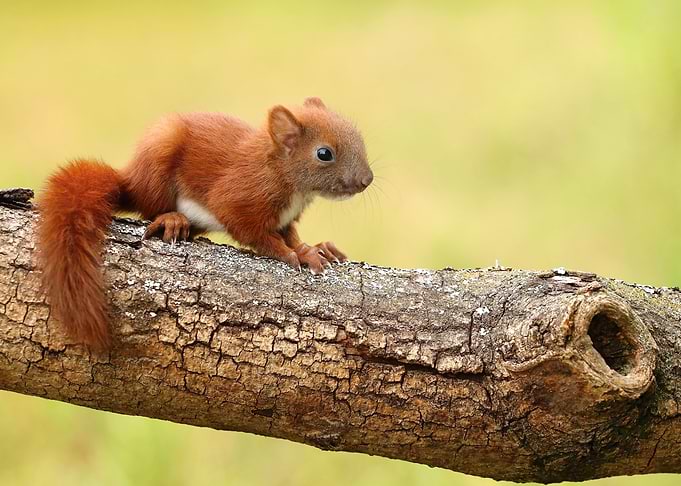 Red Squirrel on Branch