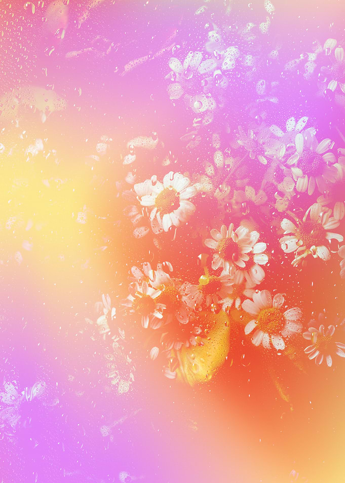 White Daisy Pink Haze
